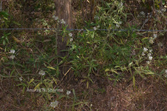 Leucas eriostoma var. eriostoma